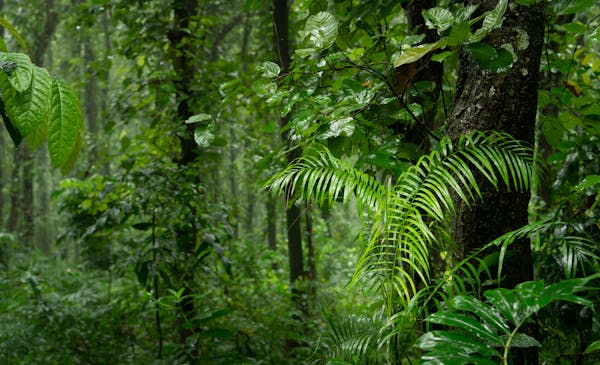 Lush green tropical rainforest with ferns and dense vegetation