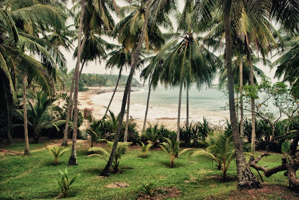 Tropical coconut palm grove overlooking a sandy beach in Sri Lanka