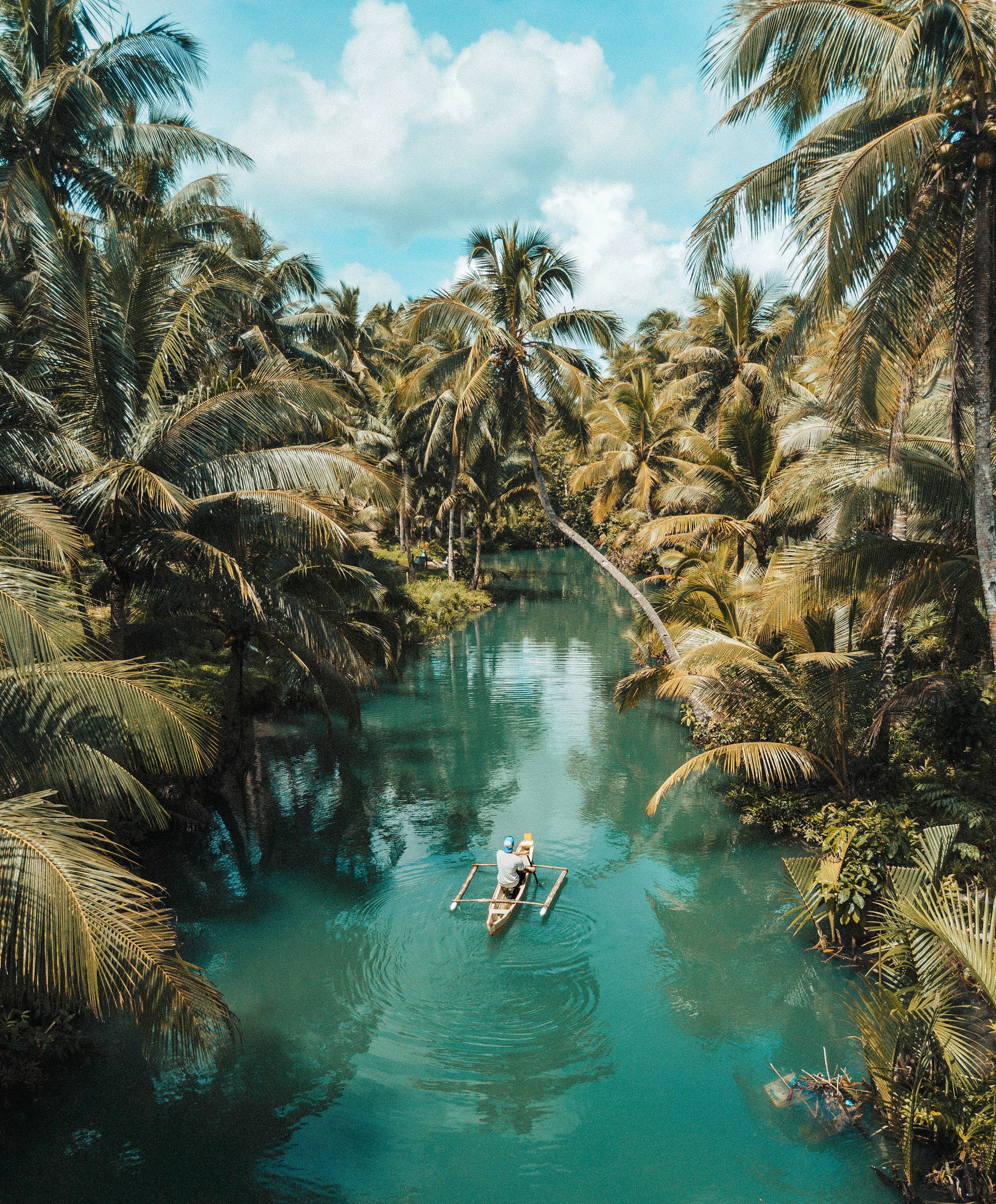 Tropical palm-lined river through lush coconut groves